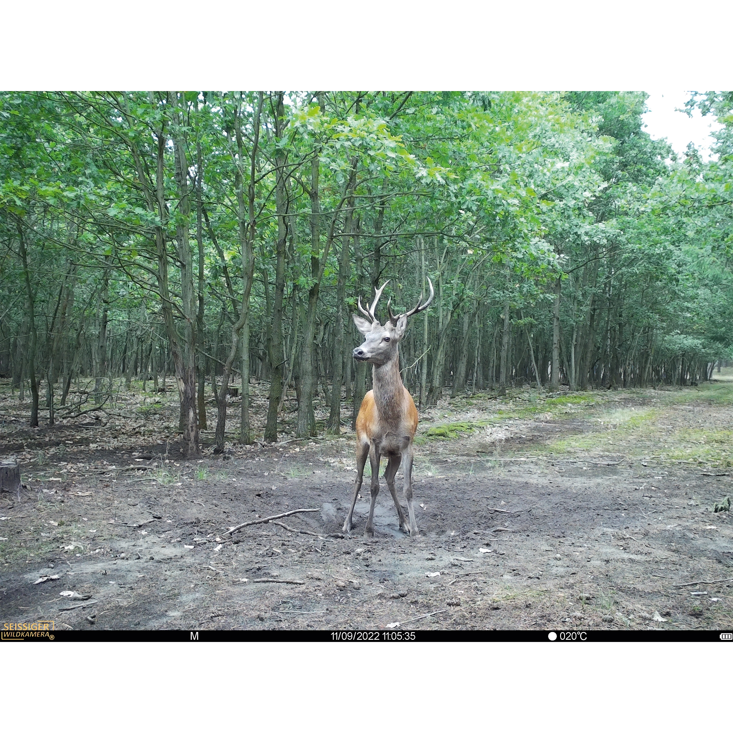 Farbige Tagaufnahme eines Rehs mit SEISSIGER Base-Cam LTE, inkl. Datum, Uhrzeit, Temperatur, Mondphase und Akkustand.
